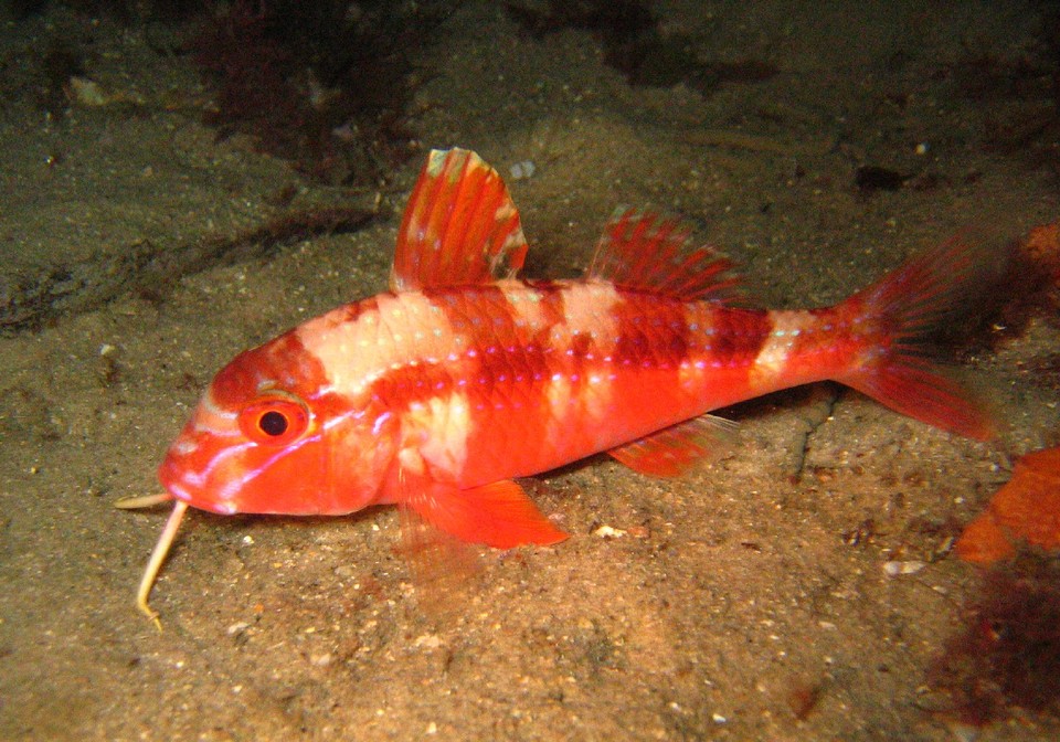 Upeneichthys lineatus